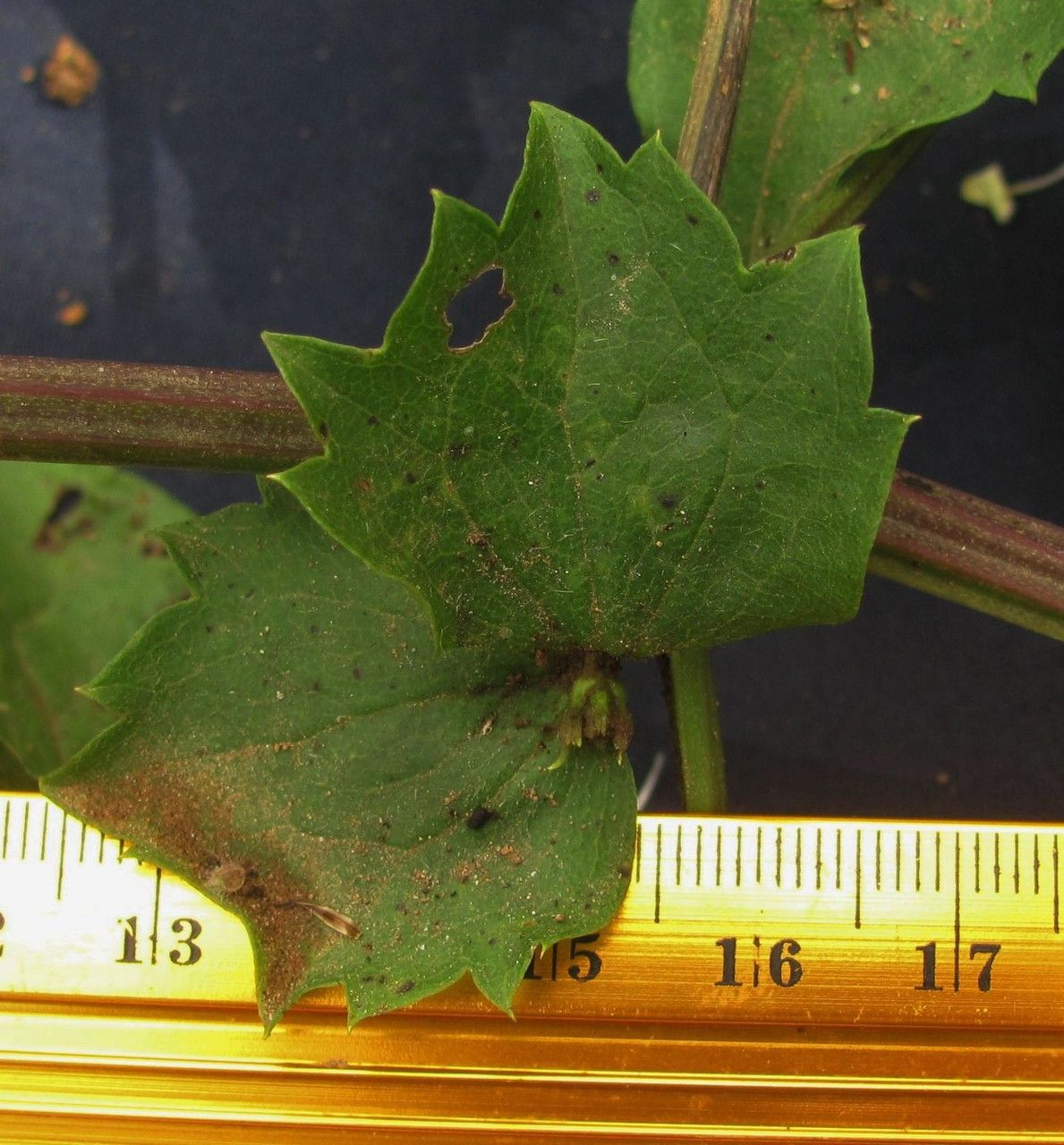 Clematis guadeloupae leaf