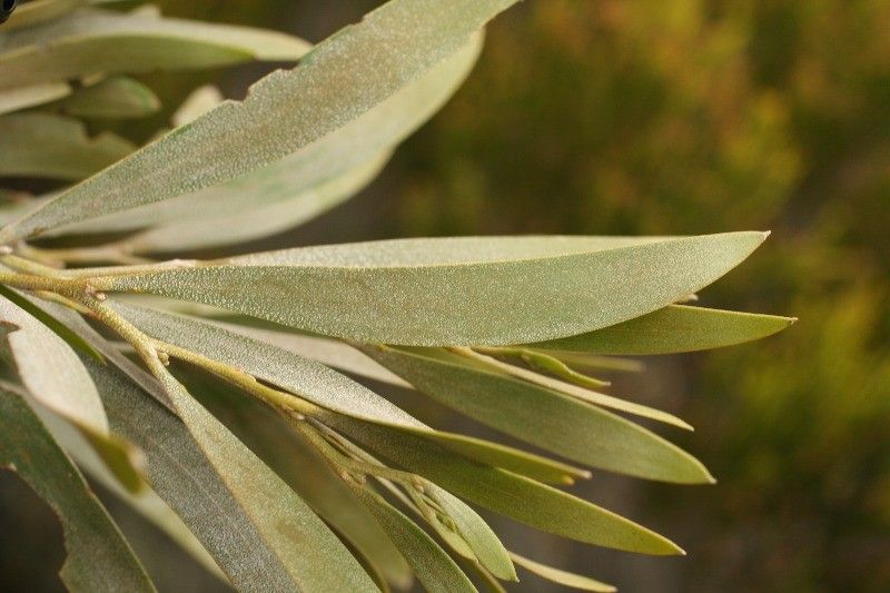 Acacia heterophylla leaf