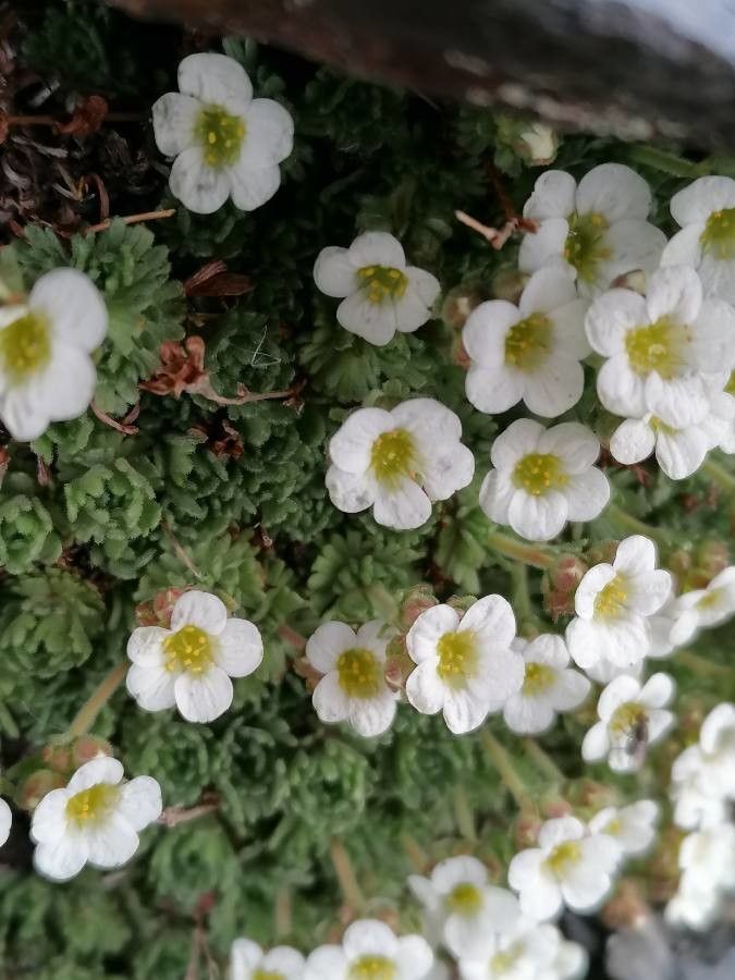 Saxifraga pubescens flower
