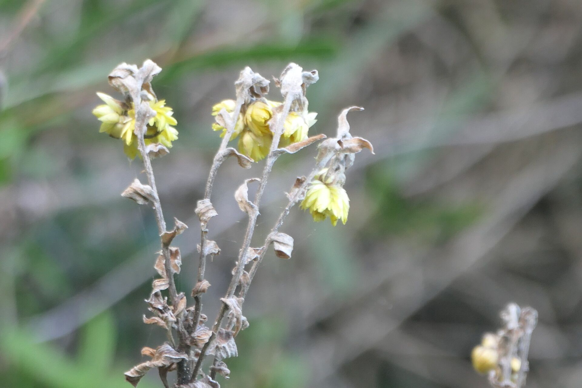 Helichrysum foetidum flower