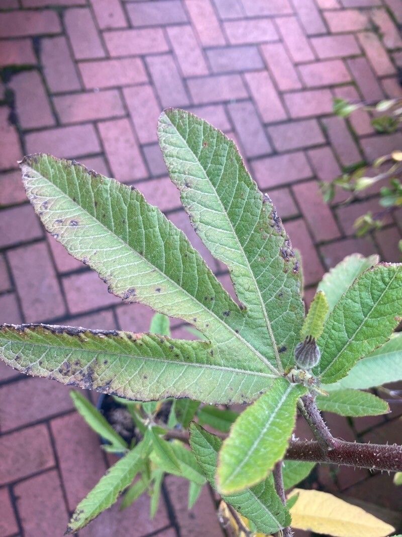 Hibiscus heterophyllus — search result for 'Hibiscus'