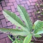 Hibiscus heterophyllus