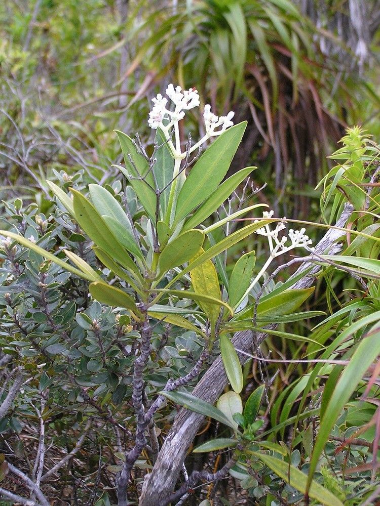 Psychotria comptonii habit