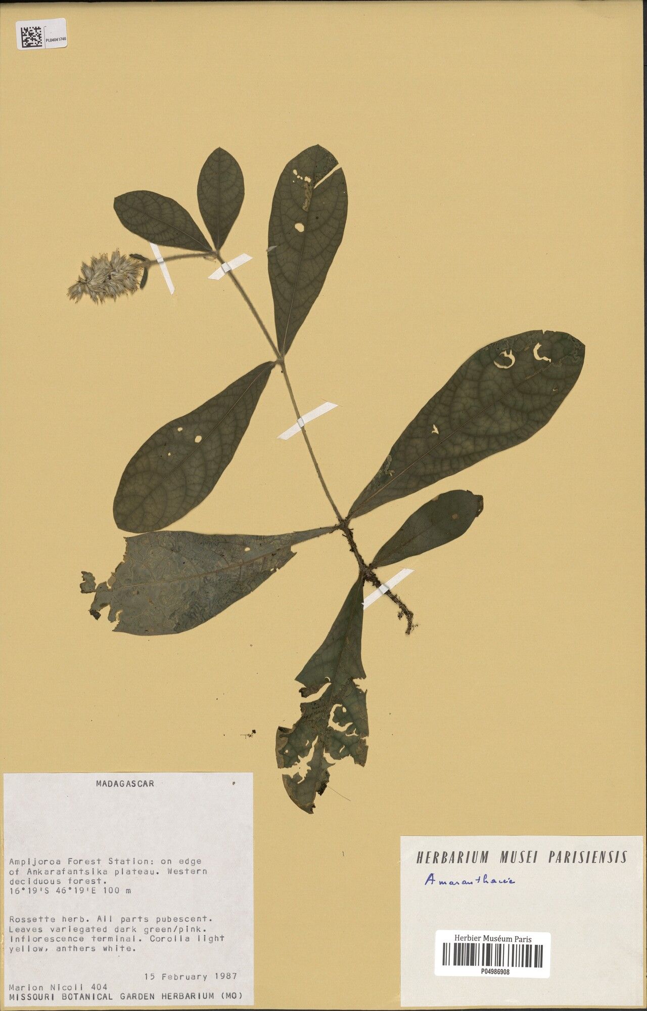 Cyathula obtusifolia — houseplant care guide