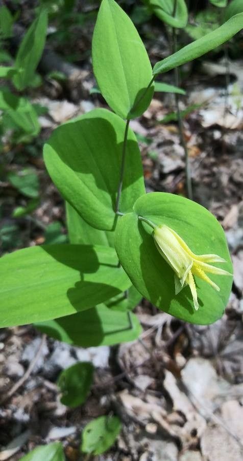 Uvularia perfoliata flower