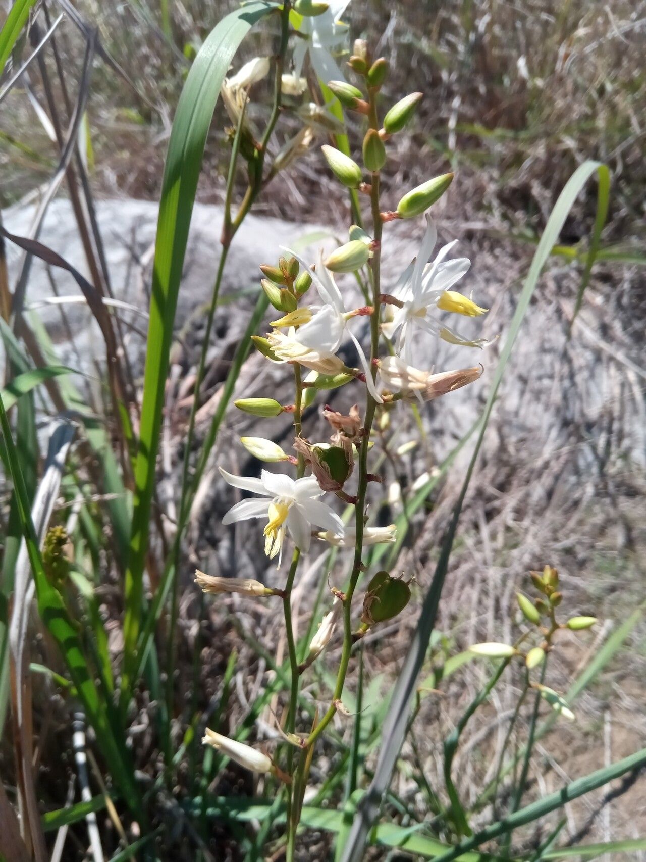 Chlorophytum dianellifolium flower
