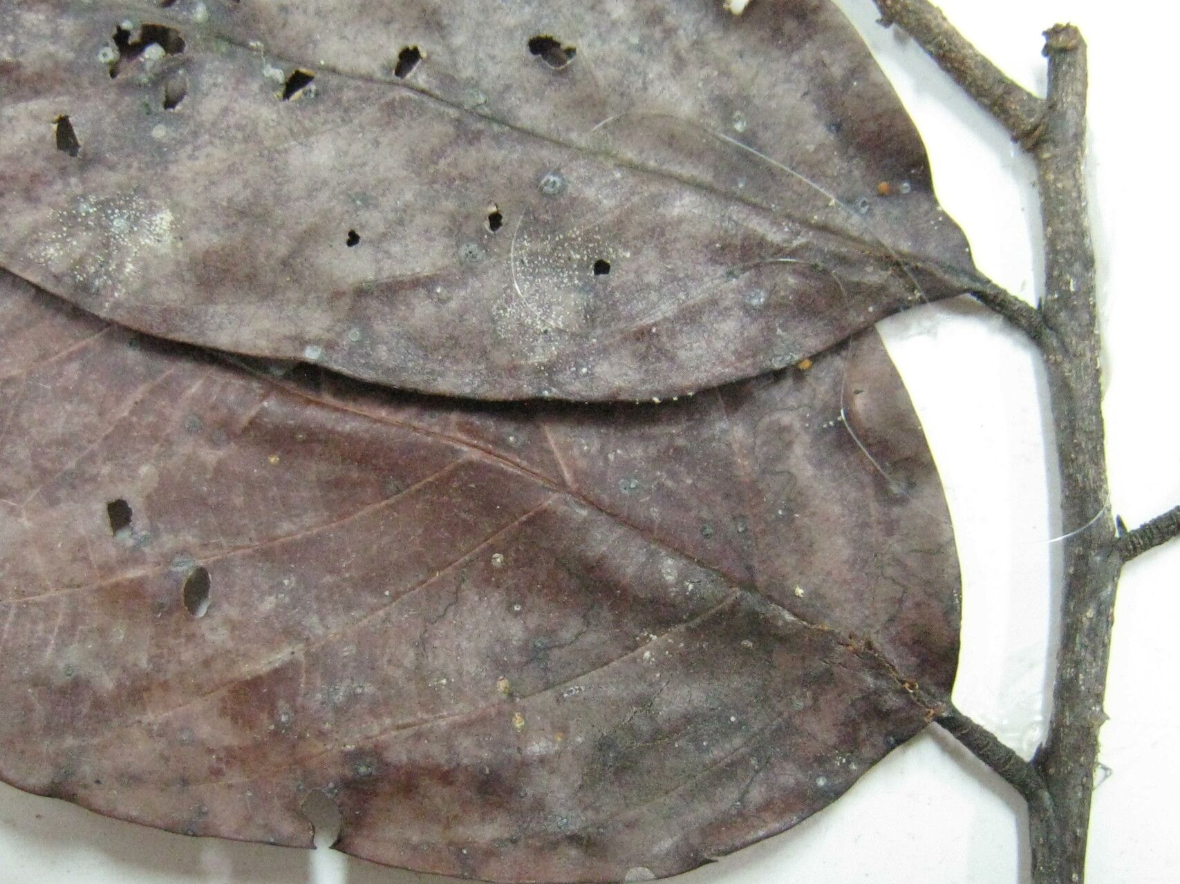 Licania davillifolia — houseplant care guide