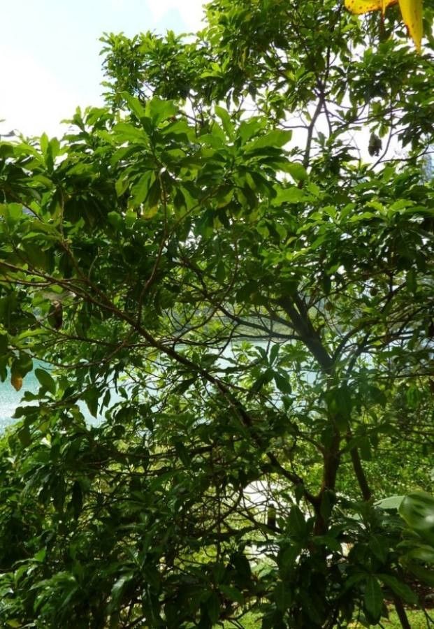 Pouteria caimito leaf