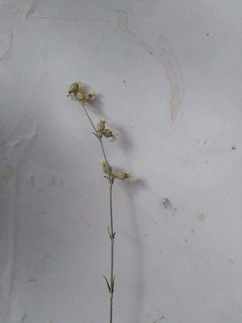 Silene stenobotrys — houseplant care guide