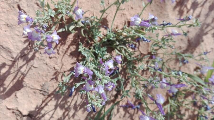 Linaria laxiflora flower