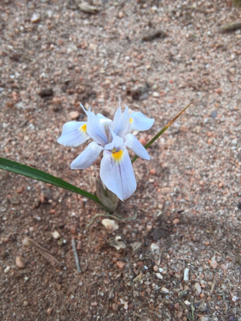 Moraea setifolia flower