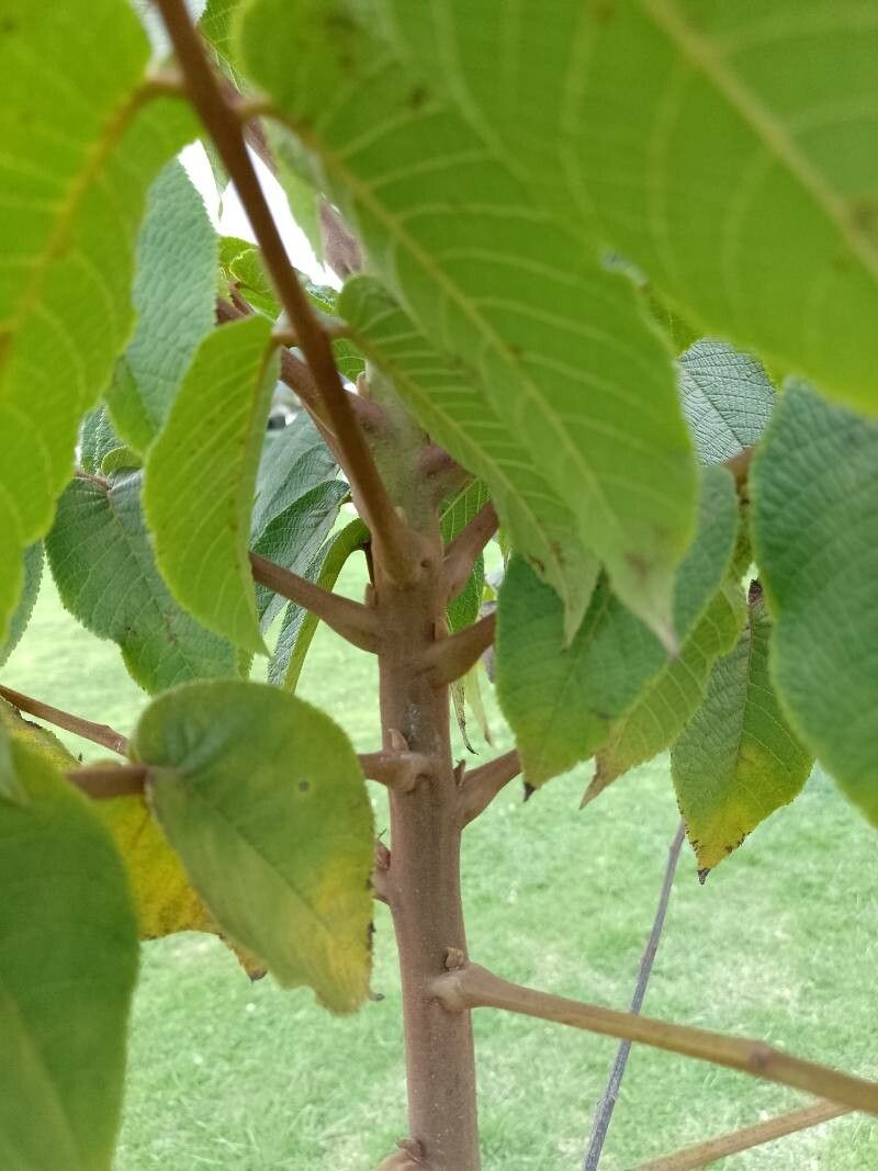 Juglans neotropica bark