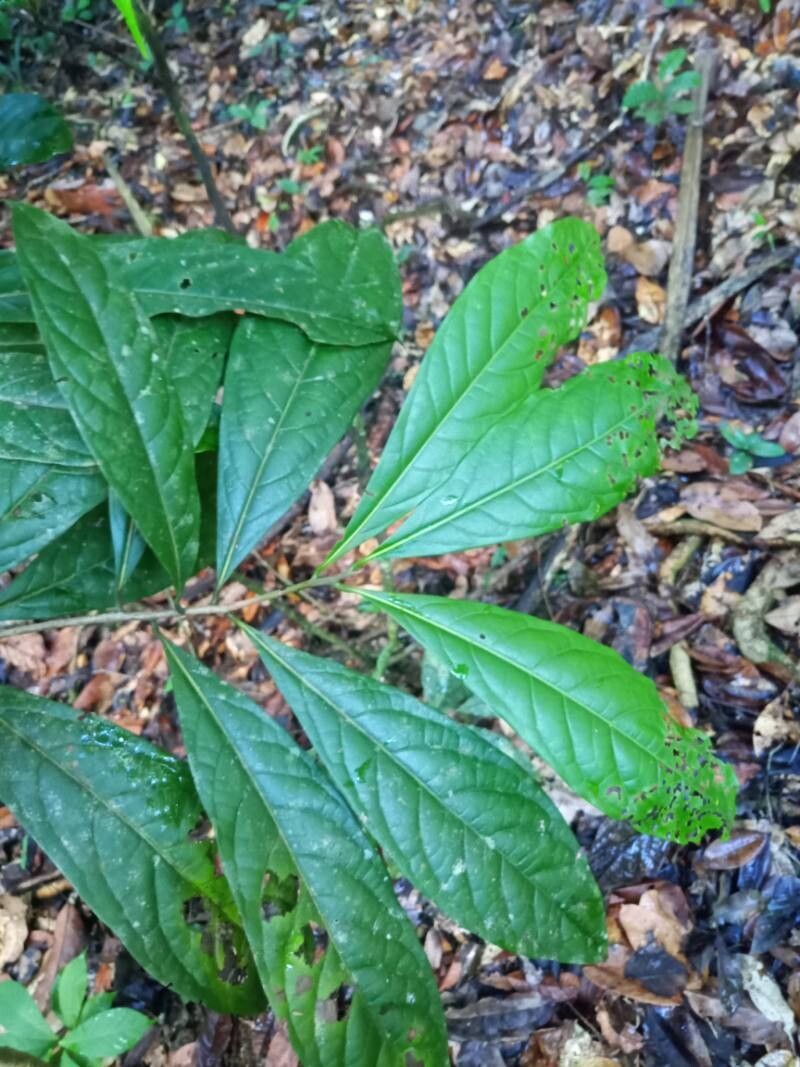 Persea nivea — search result for 'Persea'