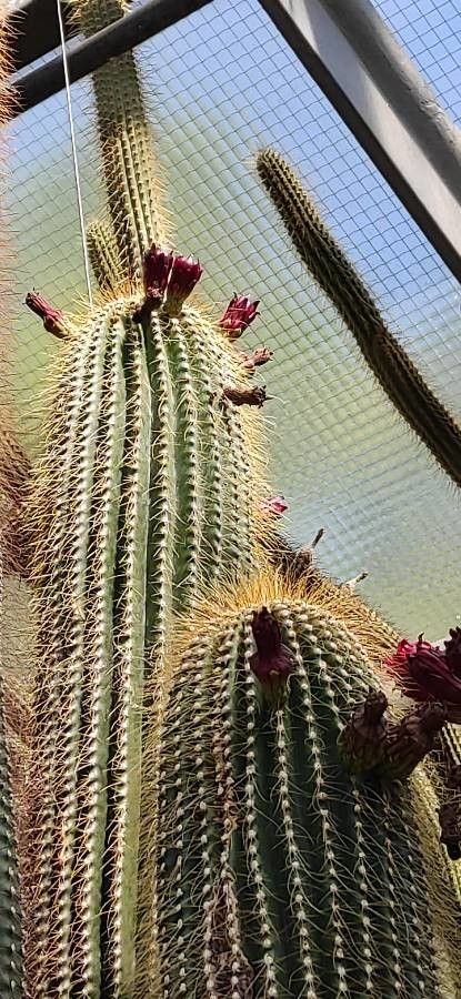 Neobuxbaumia polylopha flower