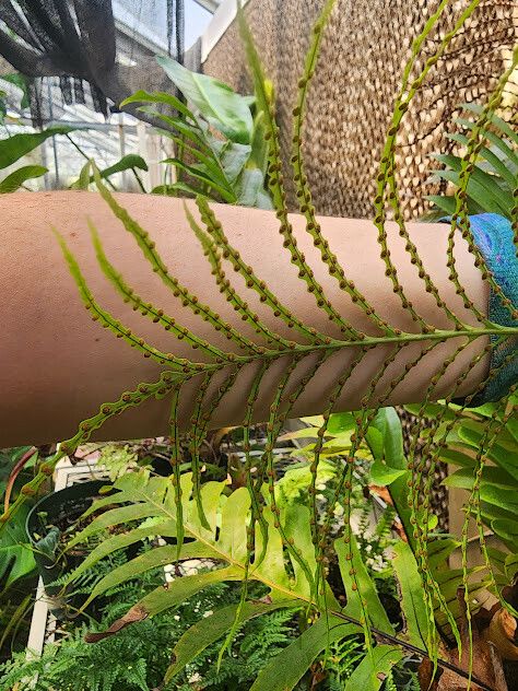 Drynaria meyeniana flower