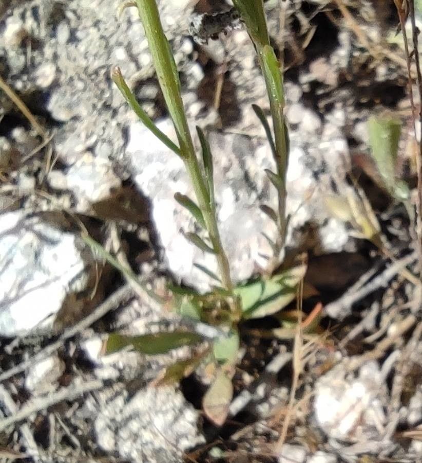 Sesamoides purpurascens — related species from the same genus