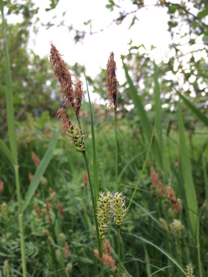 Carex melanostachya flower