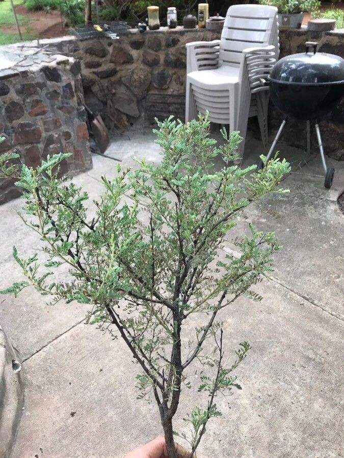 Vachellia robusta — search result for 'Vachellia'