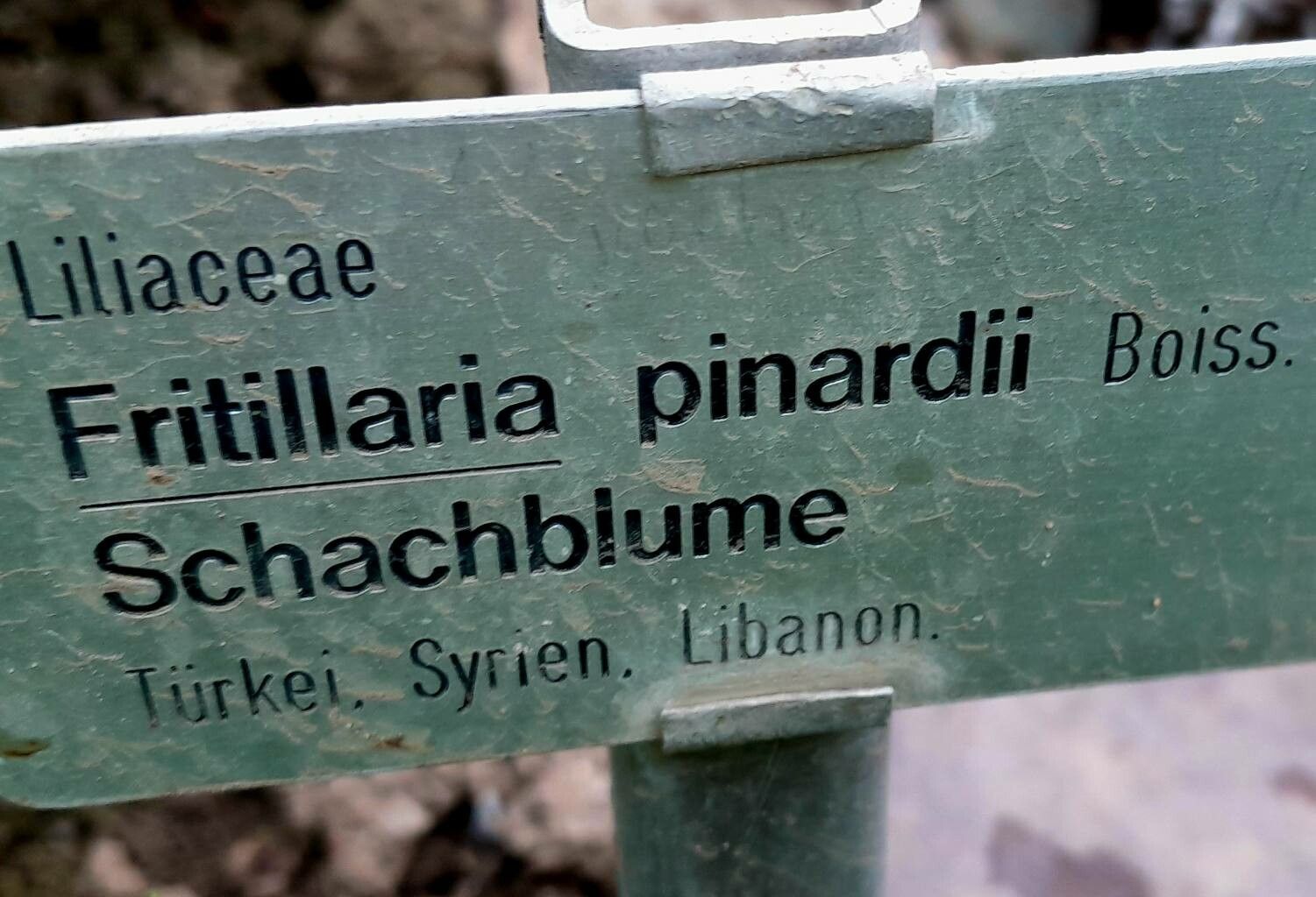 Fritillaria pinardii other