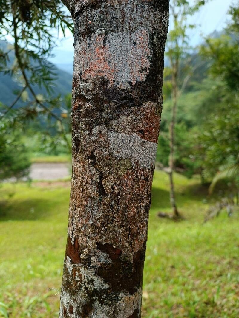 Podocarpus urbanii bark