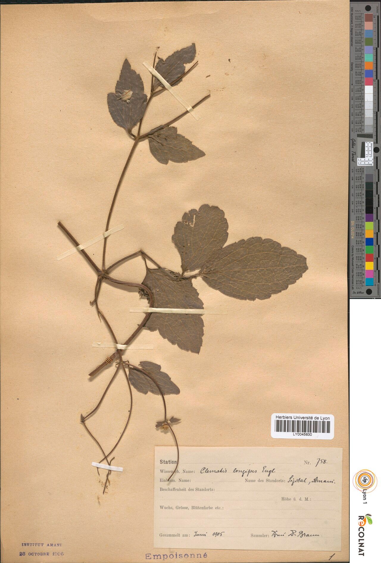 Clematis longipes — search result for 'Clematis'