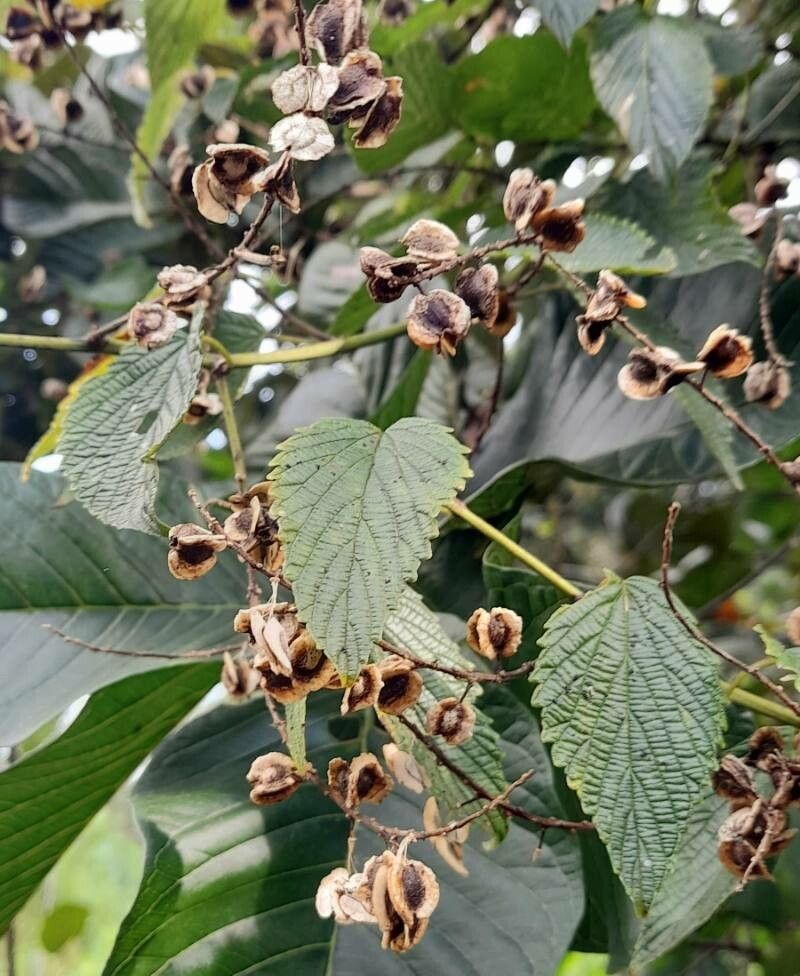 Gouania ulmifolia fruit
