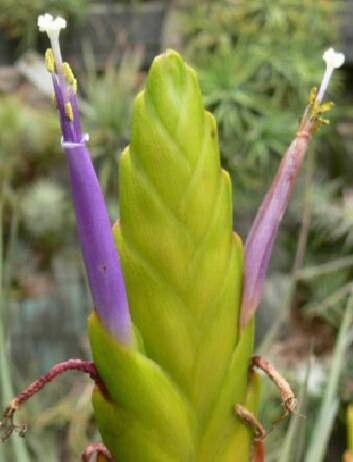 Tillandsia magnispica — houseplant care guide