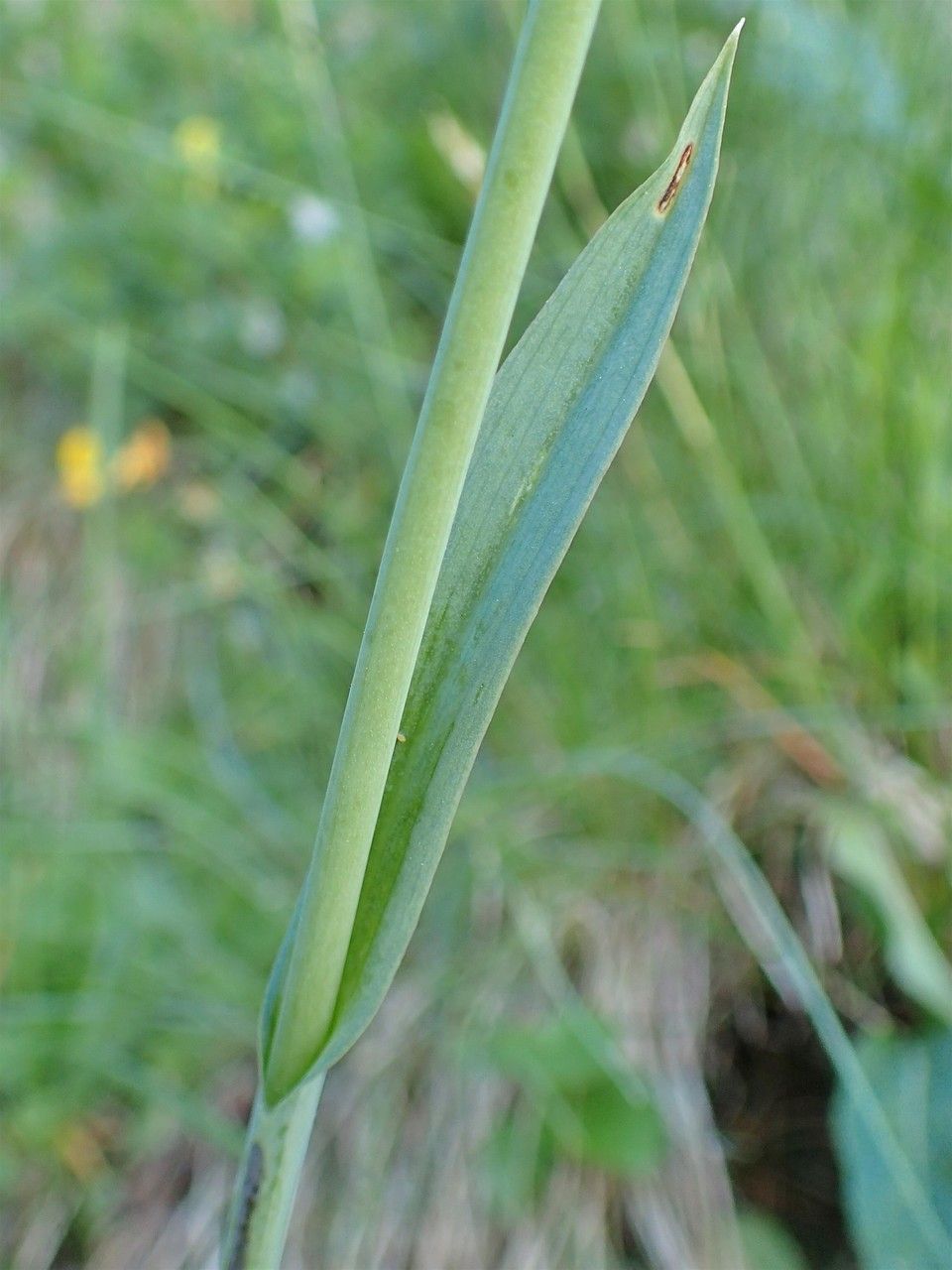 Traunsteinera globosa bark