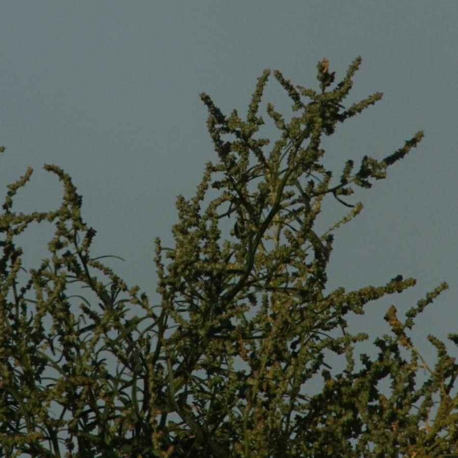 Oxybasis urbica — related species from the same genus