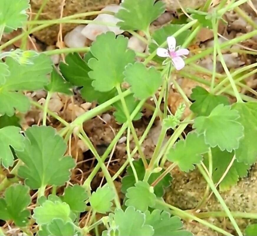 Pelargonium nanum flower