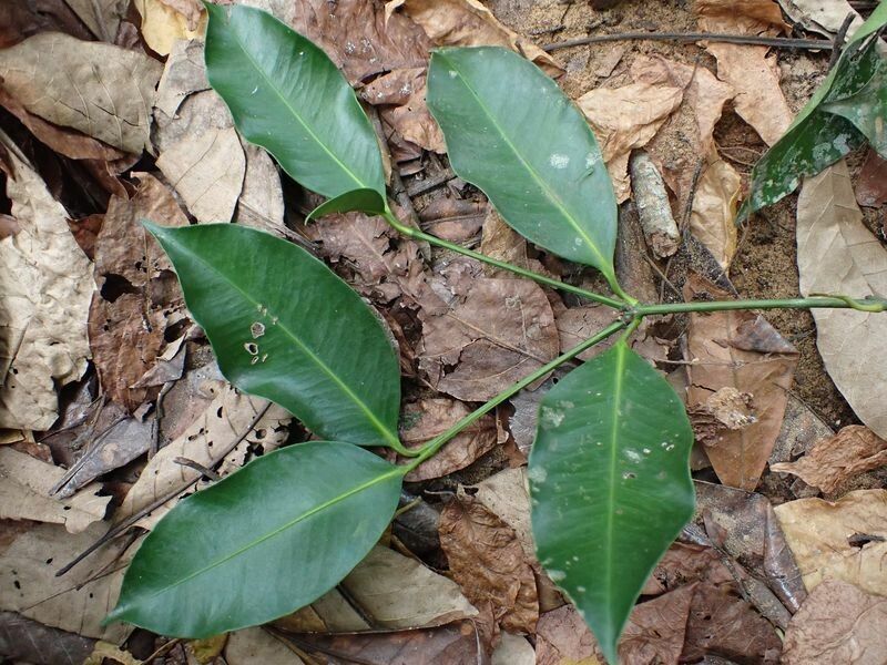 Garcinia ovalifolia — houseplant care guide