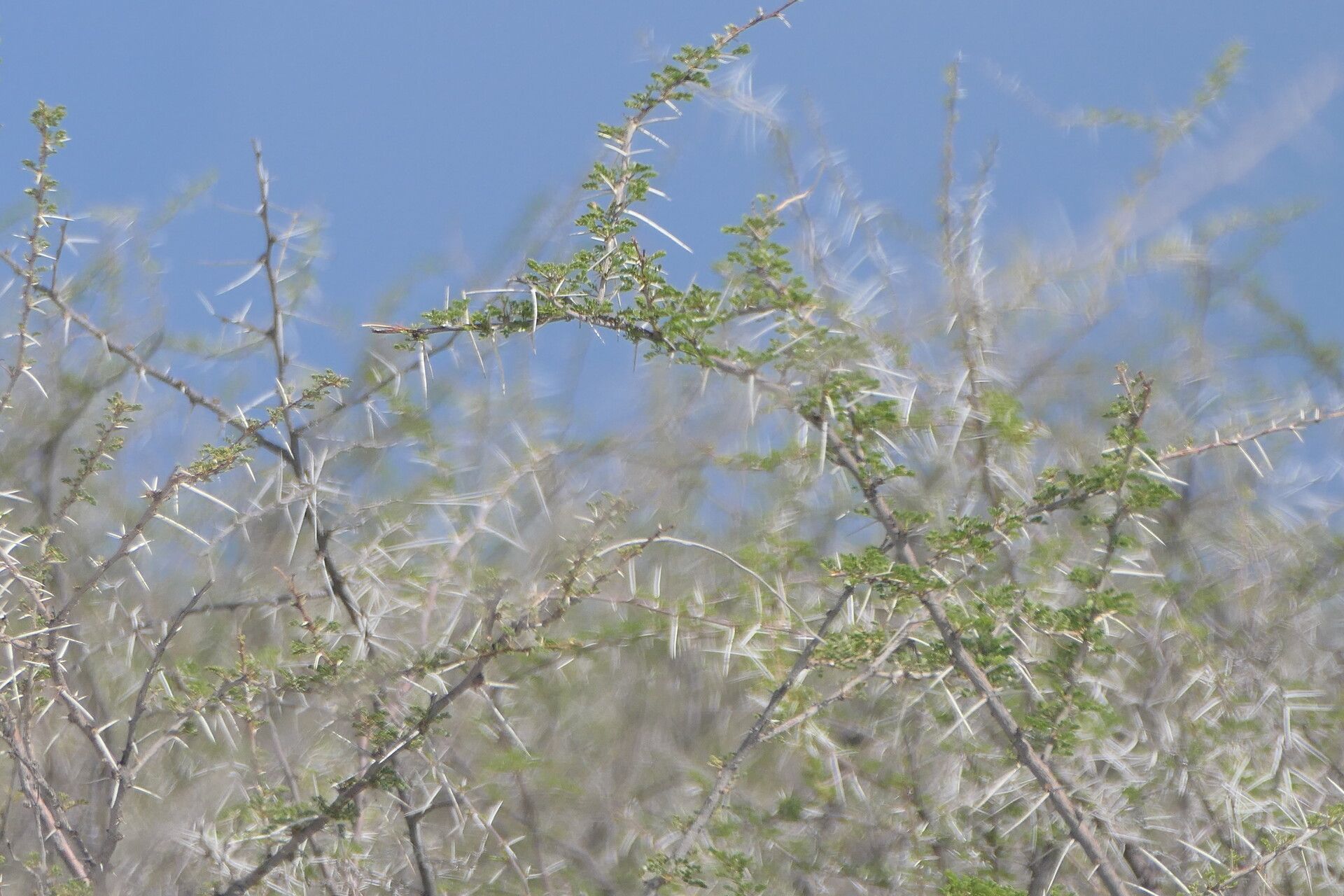 Vachellia nebrownii habit
