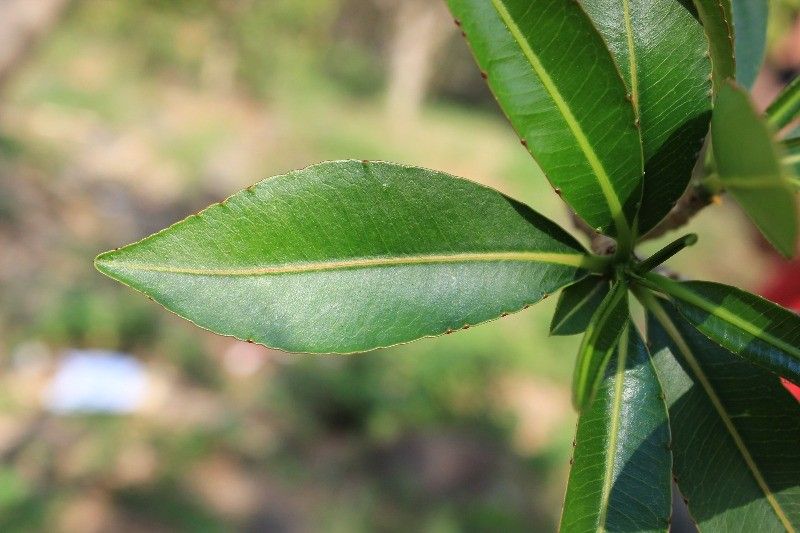 Stillingia lineata — search result for 'Fiji'