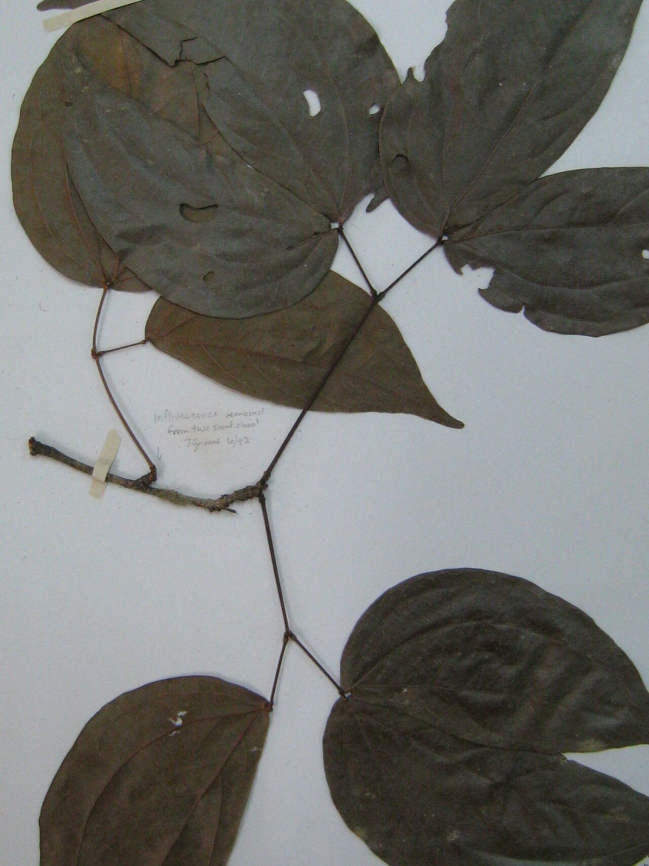 Calliandra trinervia other