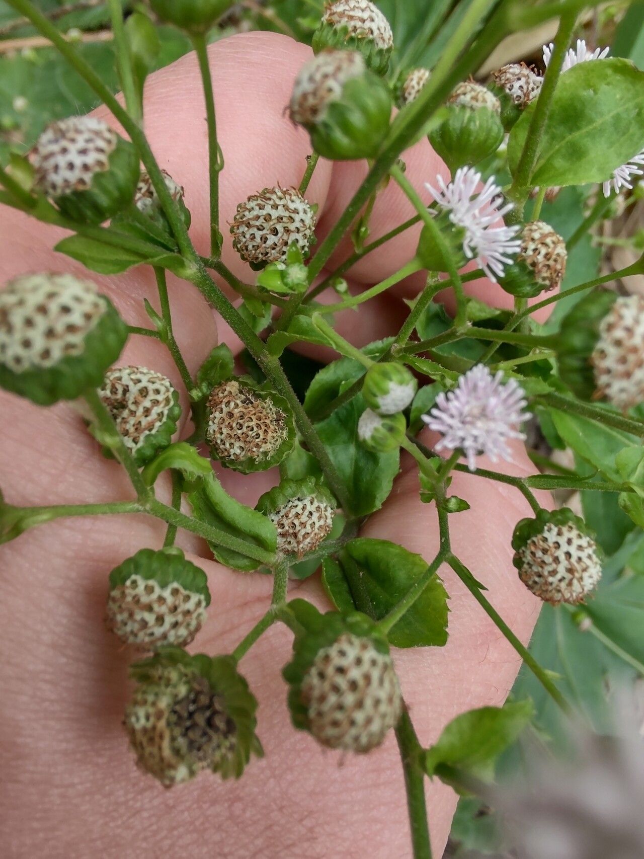 Adenostemma brasilianum fruit