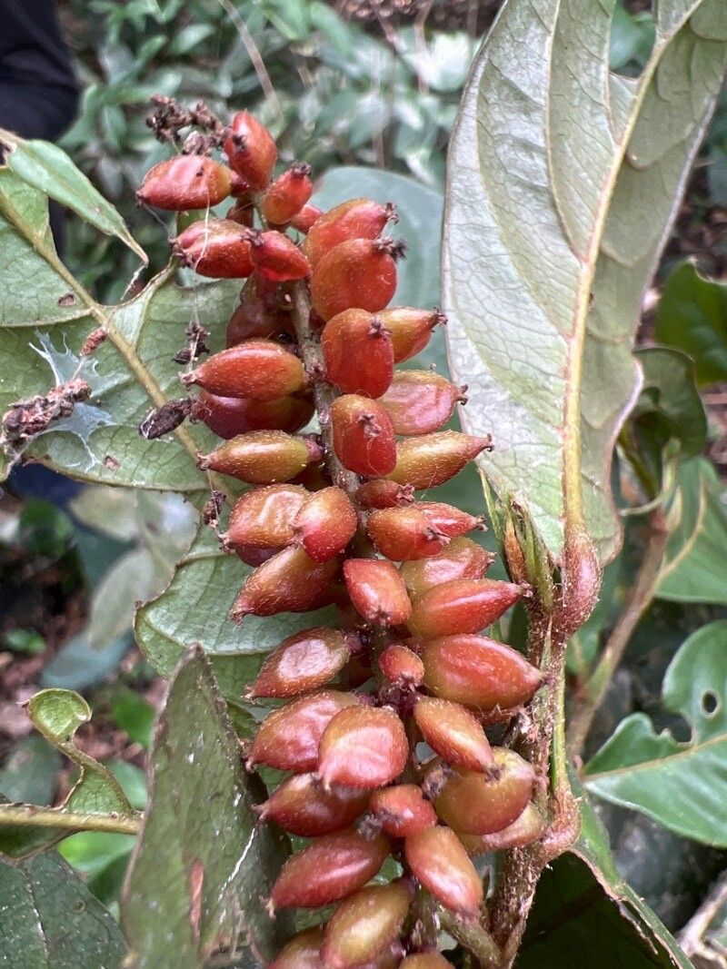 Antidesma membranaceum fruit