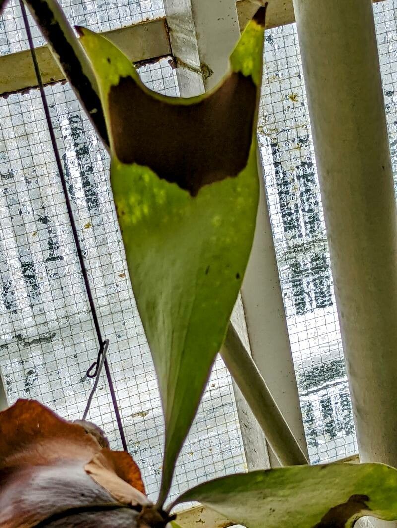 Platycerium ellisii leaf