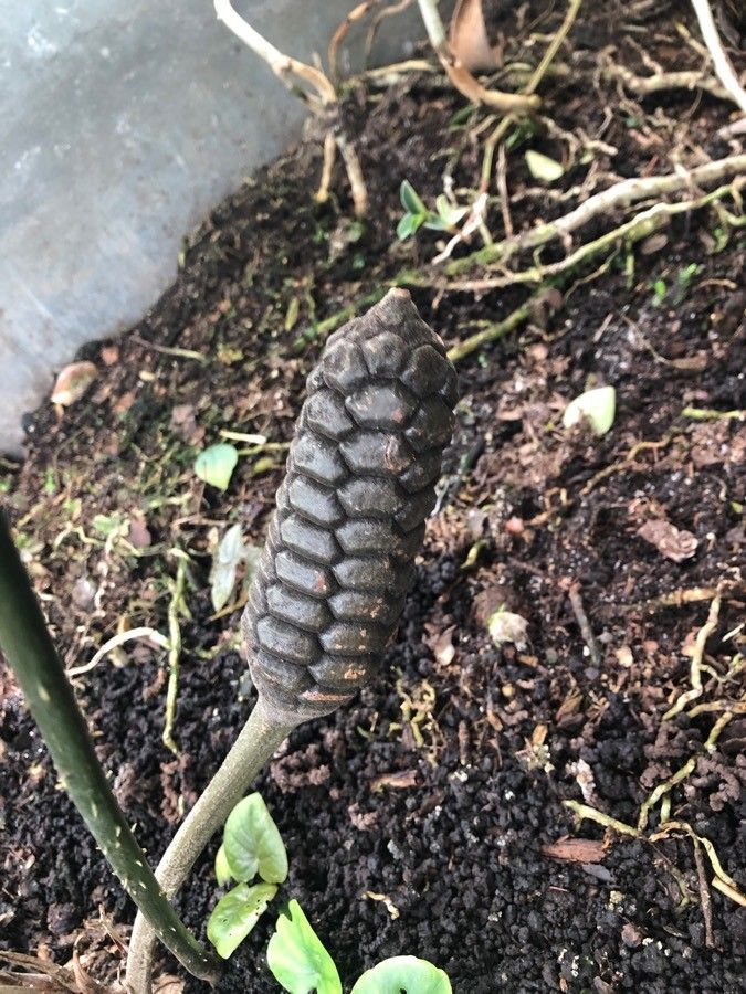 Zamia muricata fruit