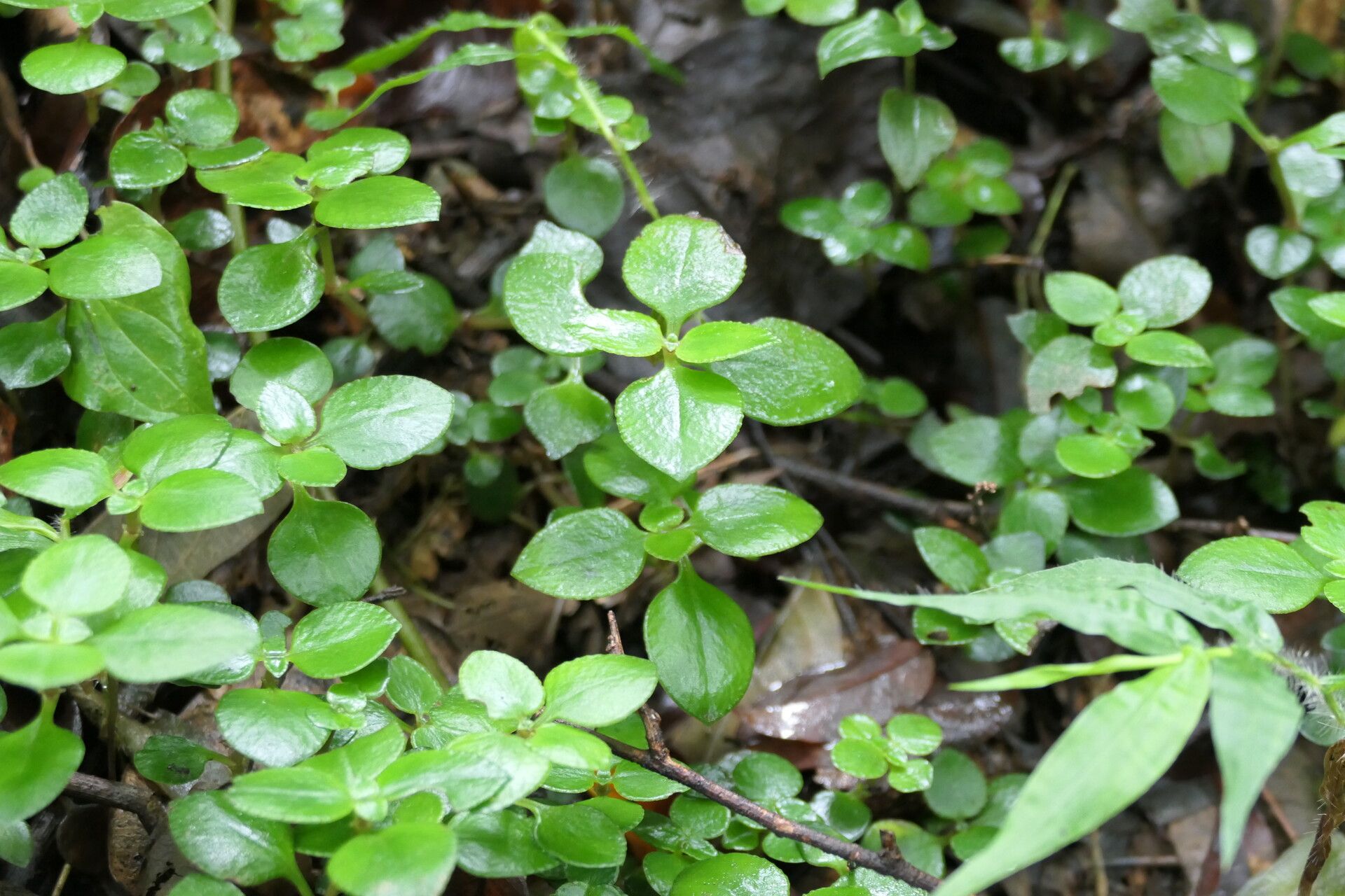 Crassula inandensis — houseplant care guide