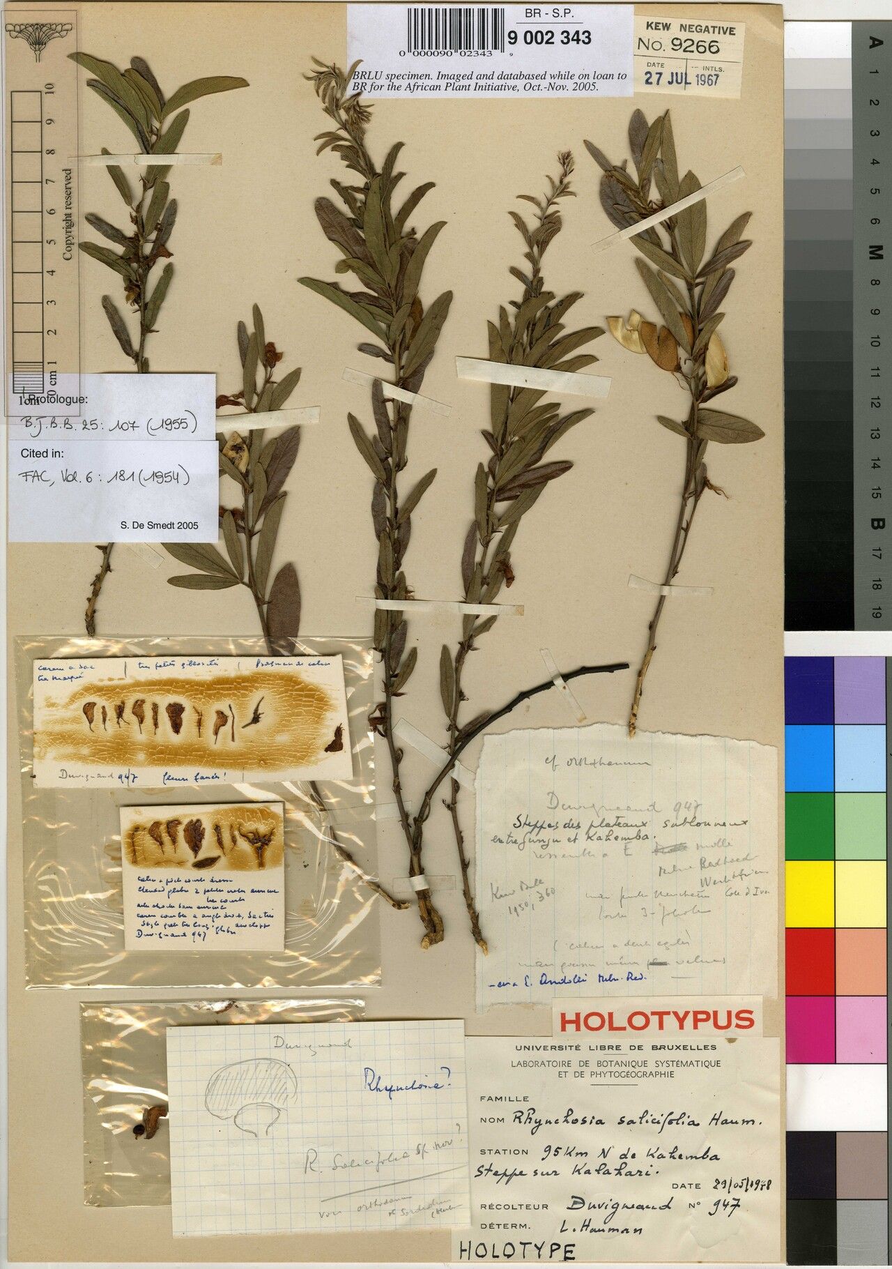 Rhynchosia salicifolia — houseplant care guide