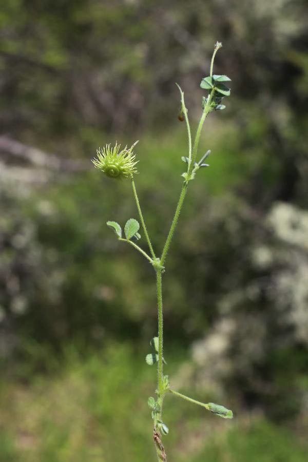 Medicago disciformis flower