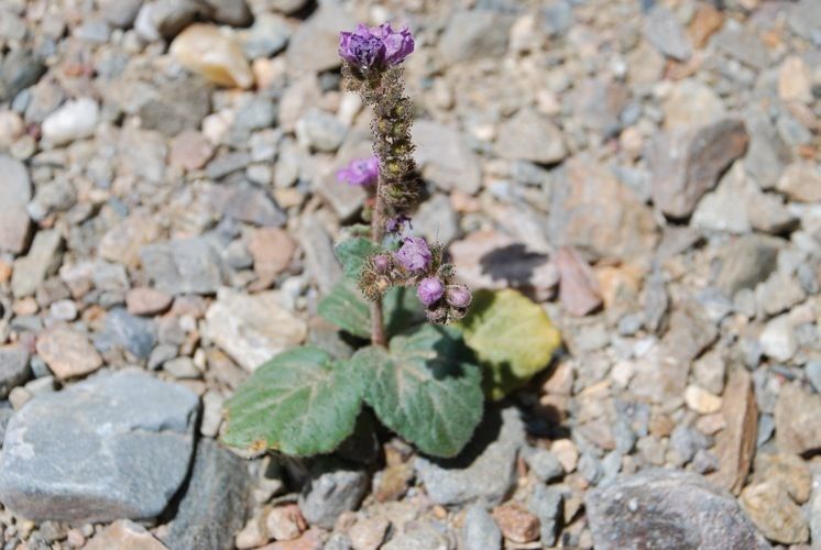 Phacelia calthifolia habit
