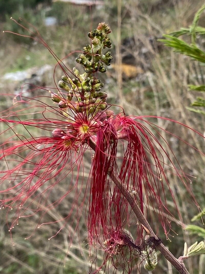 Calliandra houstoniana flower