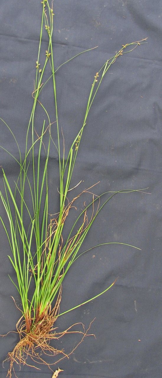 Carex polystachya other