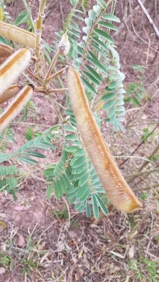 Tephrosia vogelii fruit