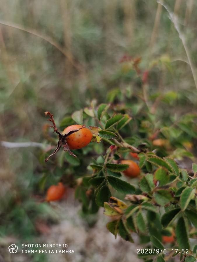 Rosa micrantha fruit