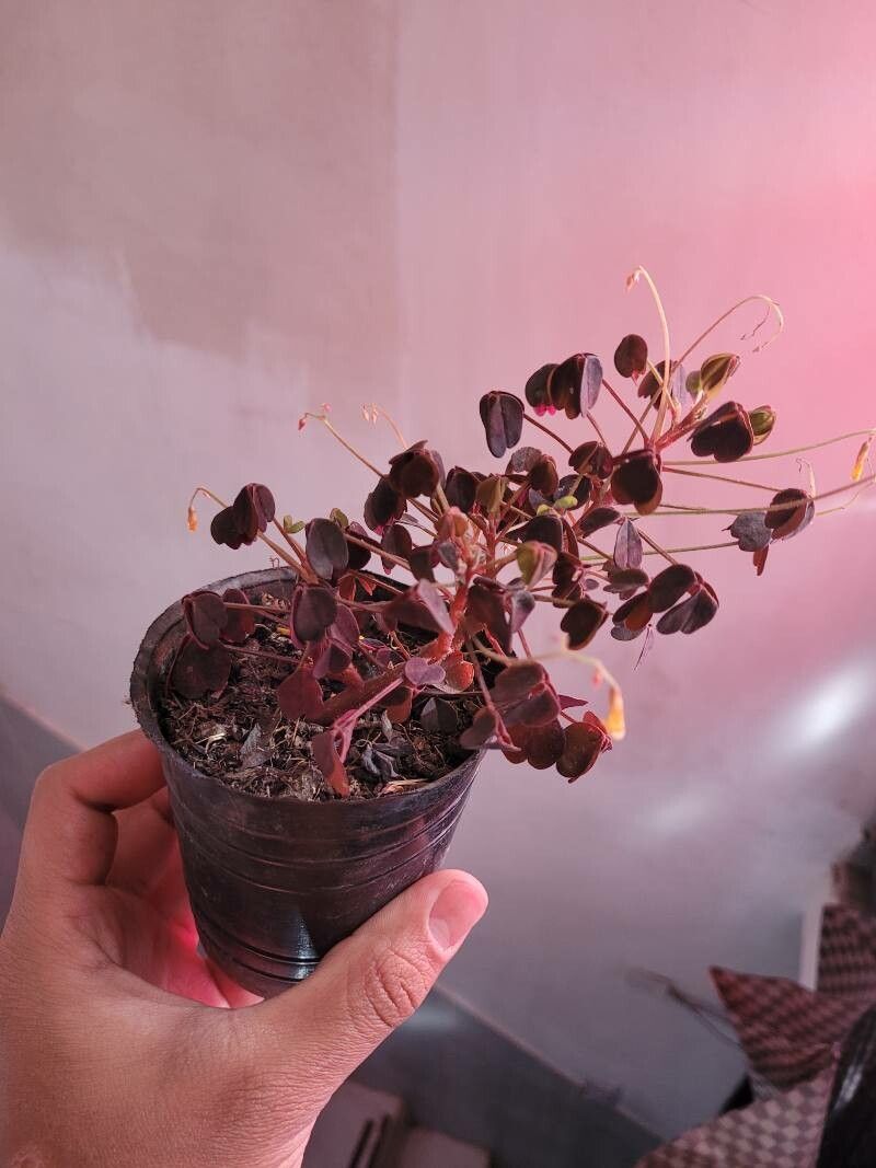 Oxalis spiralis leaf