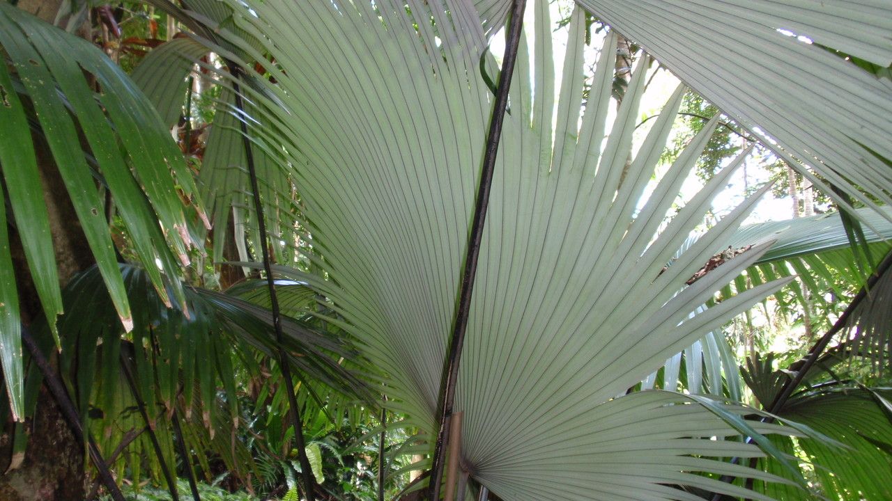Kerriodoxa elegans leaf