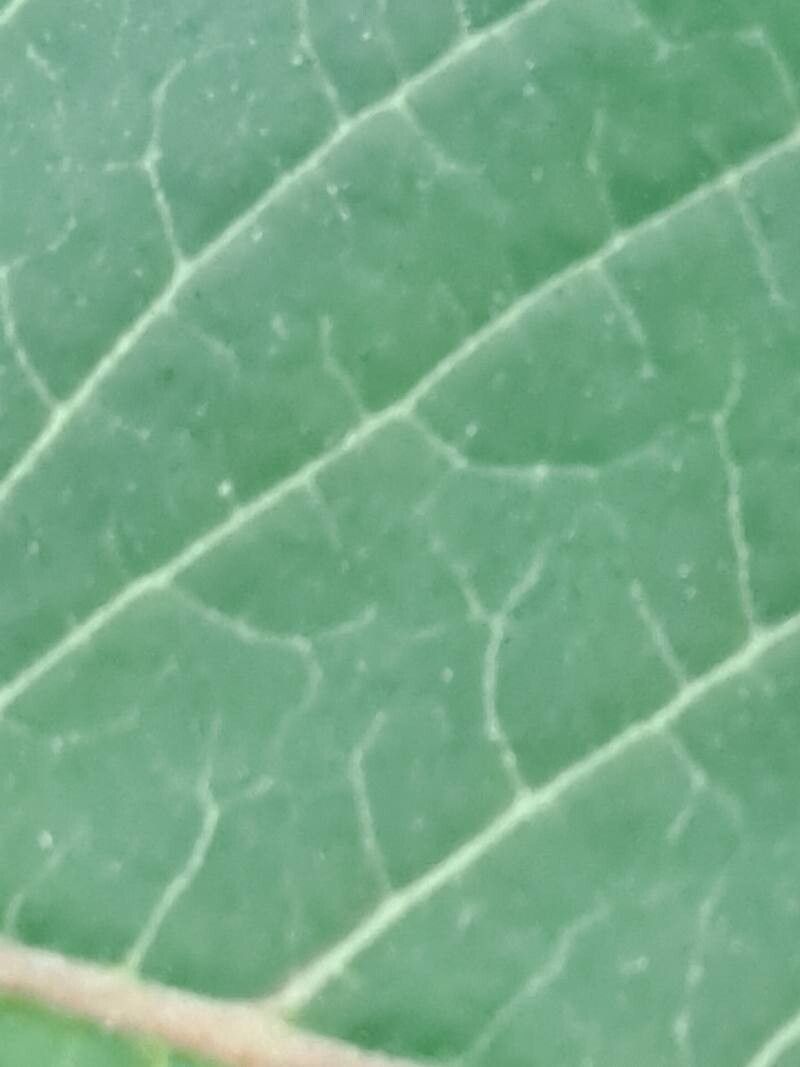 Colignonia glomerata leaf