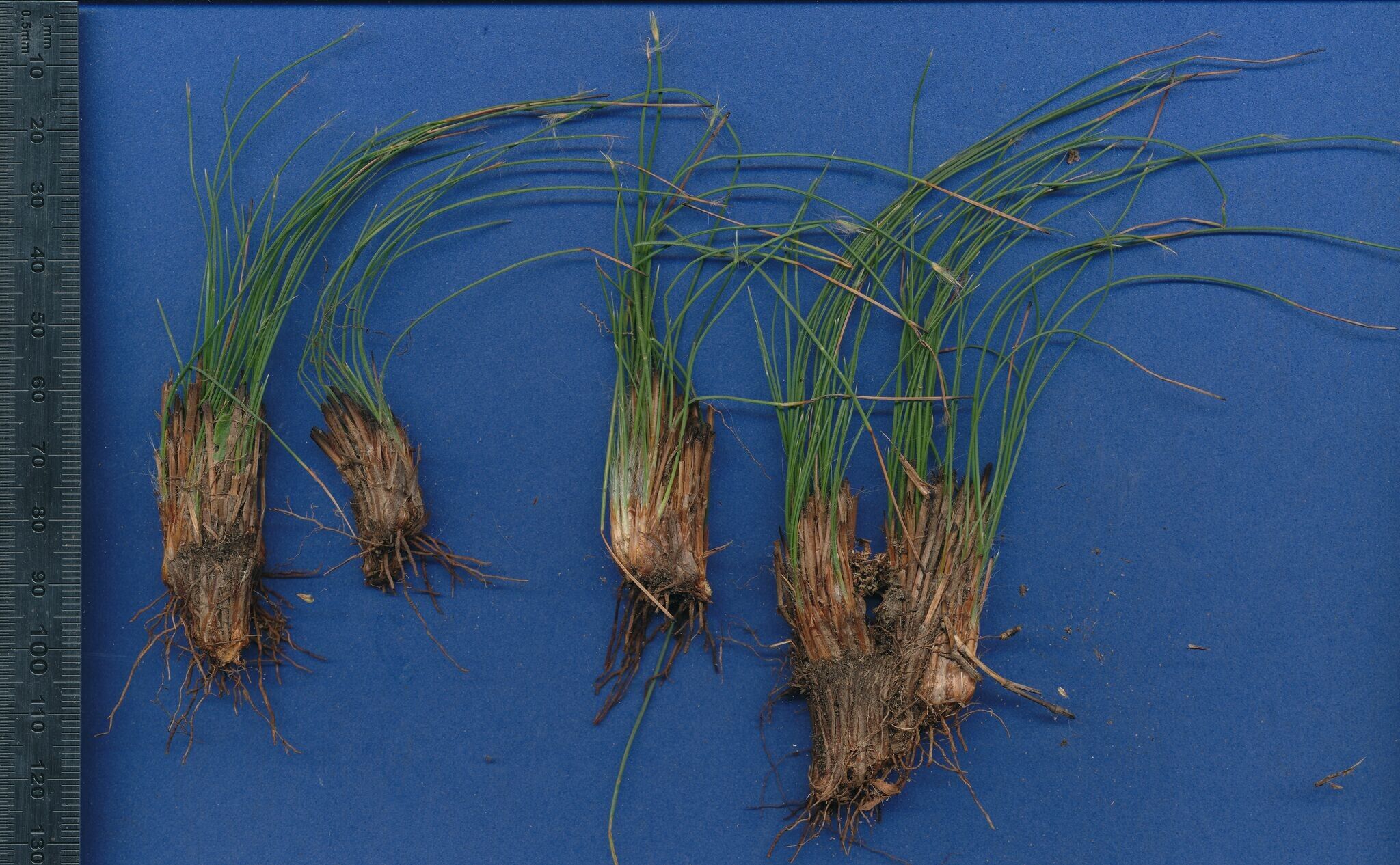 Bulbostylis pilosa habit